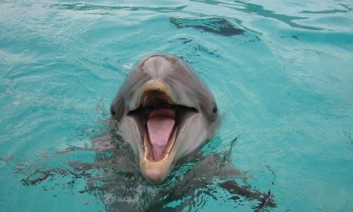 Laughting Dolphin