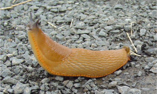 Slugs Evolve To Look Like Bananas