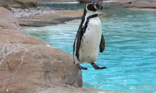 Levitating Penguin Completes News