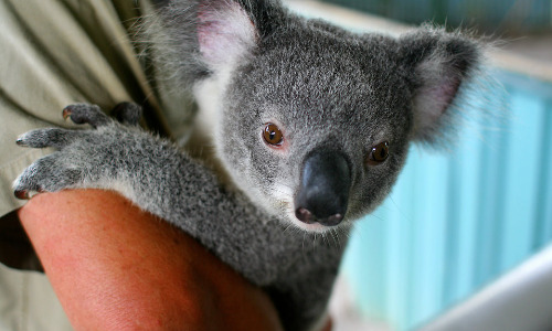 Terrifying New Koala Disease
