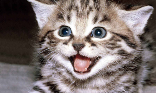 Cats Used For Click-Bait